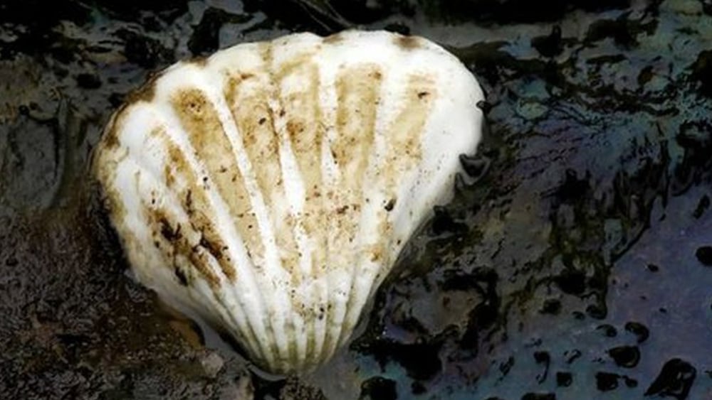 Shell hatte bei der Ölförderung die Menschenrechte und den Umweltschutz in Nigeria missachtet. © Amnesty International