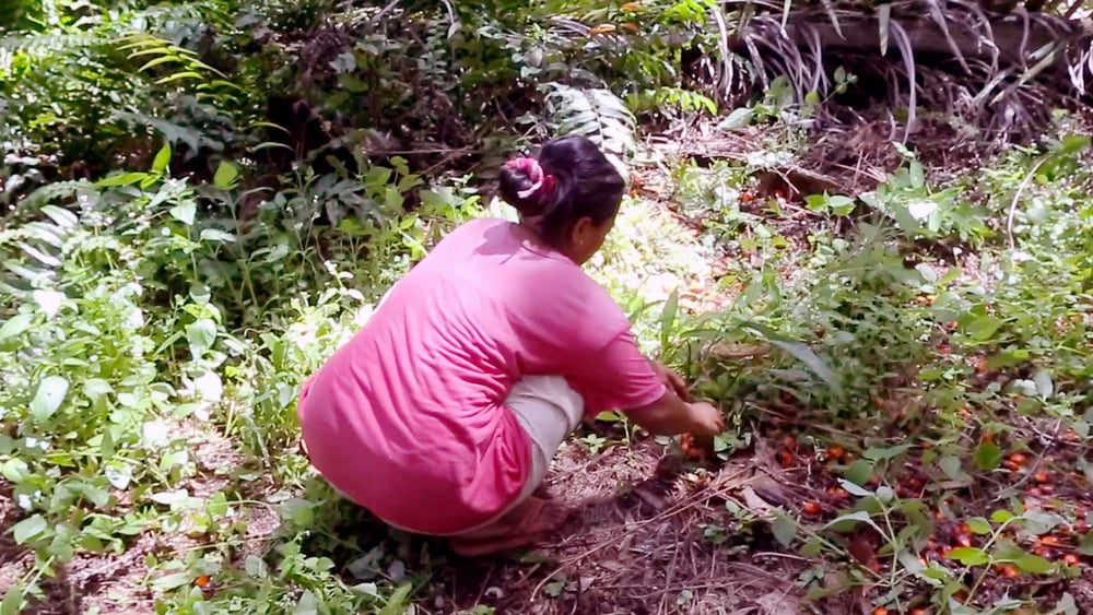 Die Arbeit in den Palmölplantagen ist hart und schlecht bezahlt. © Amnesty International / WatchDoc