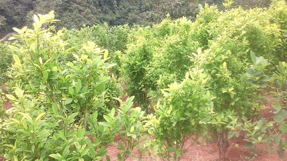 Der Anbau der Koka-Pflanze ist die Lebensgrundlage vieler indigener Gemeinschaften. © Hoyosmunosyolanda / wikicommons