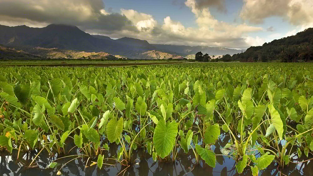 Kaua’i: Versuchslabor für Gentech-Firmen. © Steffi Sawyer/shutterstock
