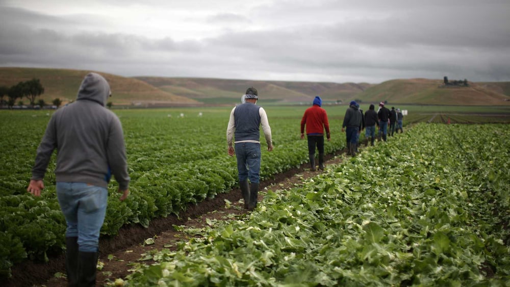 Nur mit Visum können viele Saisonarbeiter dieses Jahr einreisen. © Lucy Nicholson/Reuters