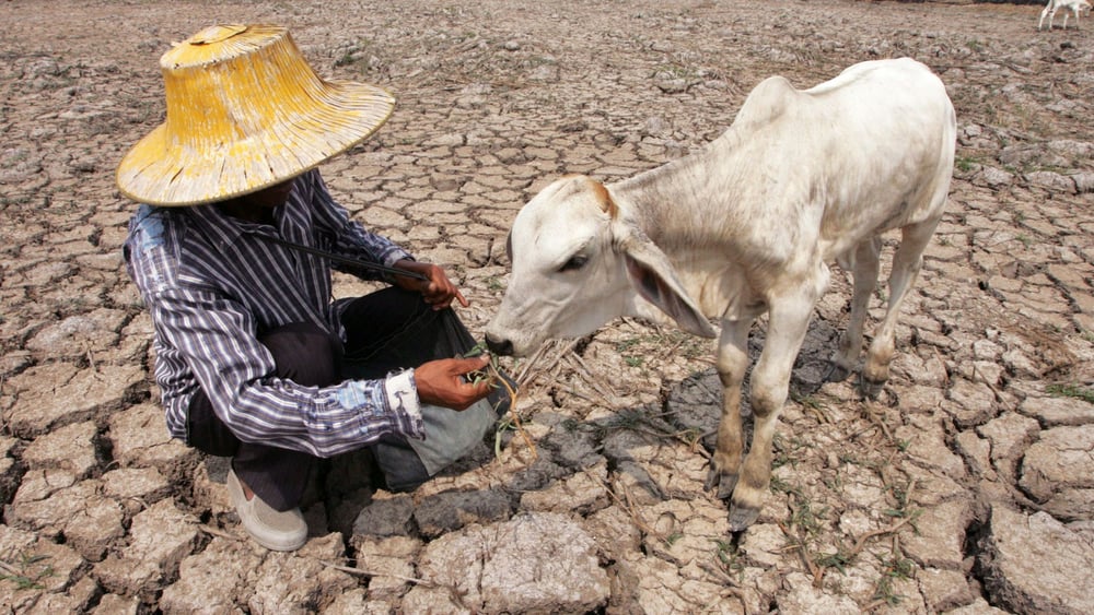 Kein Regen, kein Gras, keine Milch: Thailand wird immer wieder von Dürren heimgesucht, mit dem Klimawandel drohen diese häufiger aufzutreten. © Sukree Sukplang / Reuters