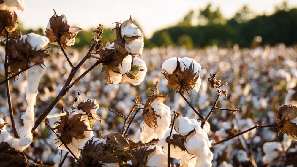 © Andrea Anderegg / shutterstock.com