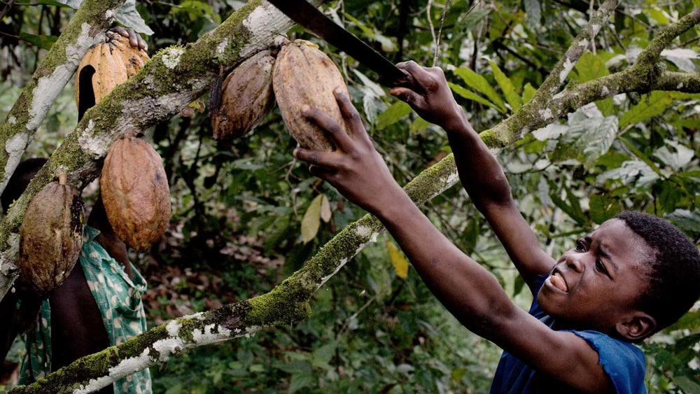 Verschiedene Länder haben basierend auf den Uno-Leitprinzipien bereits Gesetze erlassen, so beispielsweise 2017 die Niederlande gegen Kinderarbeit. Damit soll Kinderarbeit wie hier in Kakaoplantagen an der Elfenbeinküste verhindert werden. © Daniel Rosenthal / laif