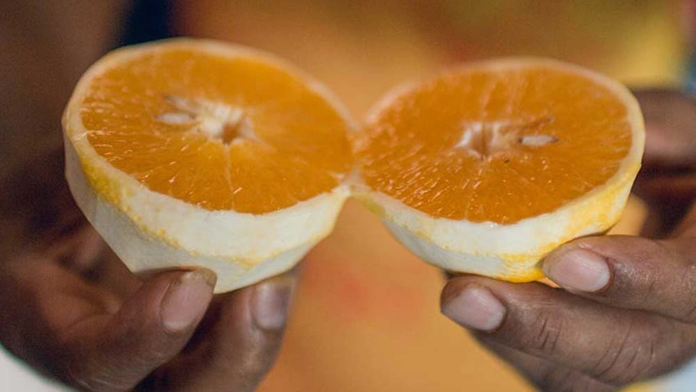 Auch Orangen sind ein Rohstoff. Die Pflücker arbeiten oft unter prekären Bedingungen. ©Marcos Weiske für Public Eye