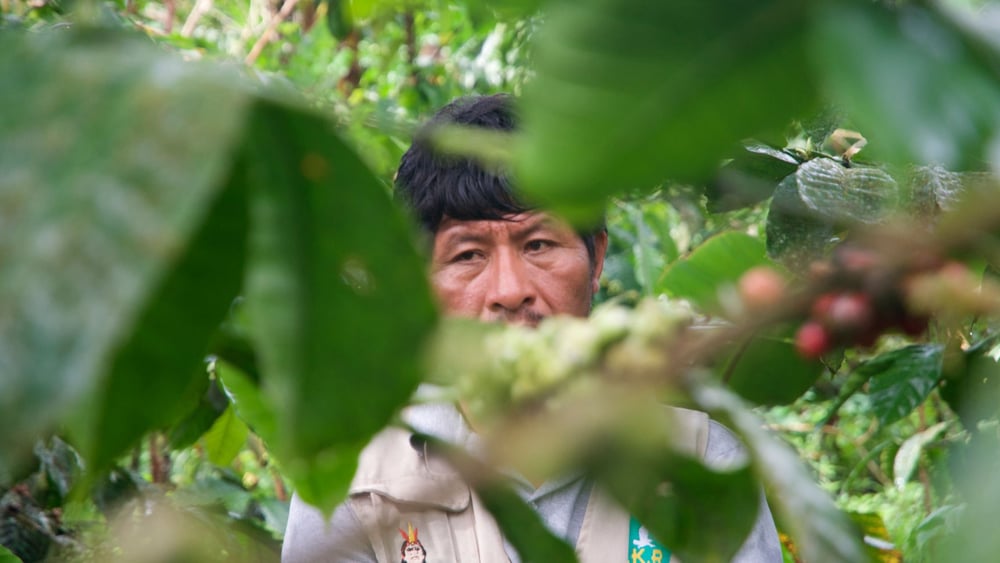 Inmitten des «grünen Goldes»: Seine Robusta-Sträucher sichern Augusto Salazars Existenz. © Knut Henkel