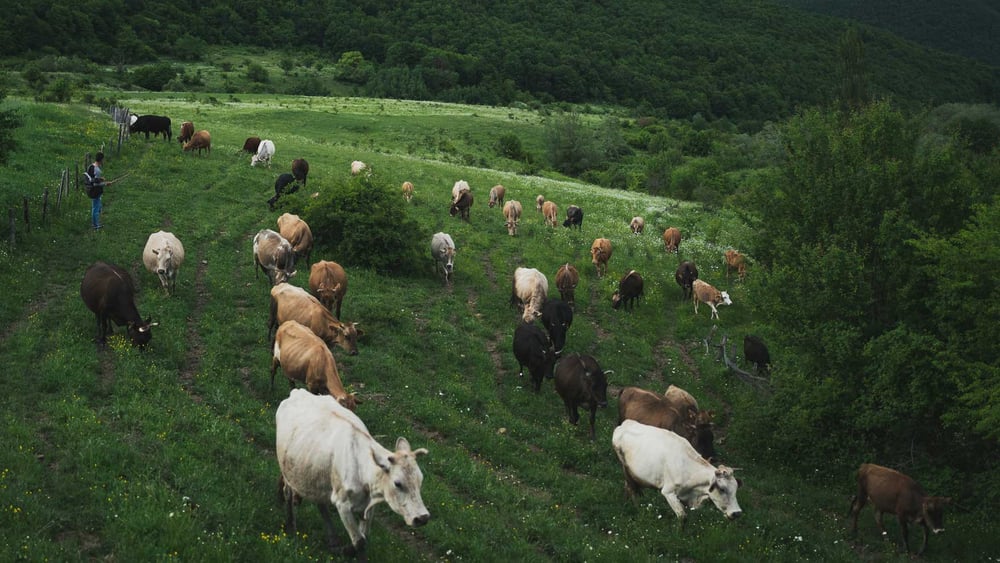 © Julien Pétrel/MYOP