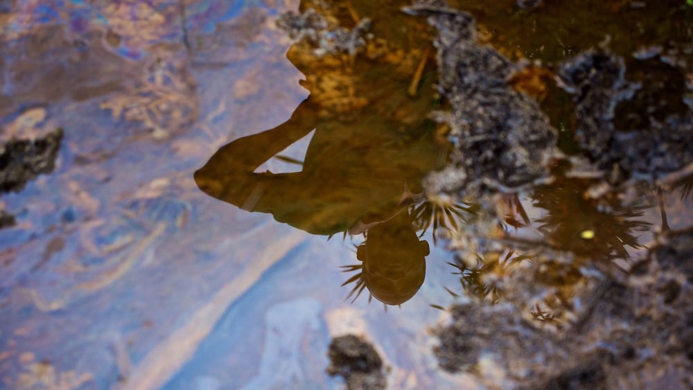 In Gokana kam es zu mehreren Ölverschmutzungen. Die Förderung wurde zwar eingestellt, doch die Umwelt bleibt verseucht.  © Michael Uwemedimo/cmapping.net