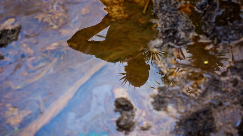 Ölverschmutzte Böden in der Gokana Community im Niger-Delta, Nigeria © Michael Uwemedimo/cmapping.net