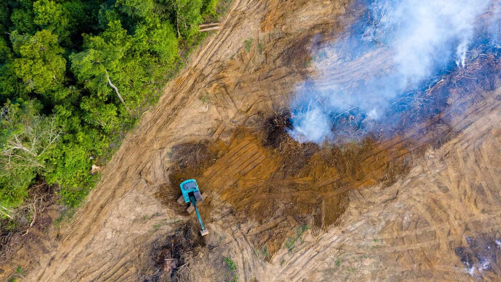 La forêt amazonienne brésilienne subit de plein fouet la déforestation. Elle est notamment abattue pour faire place aux plantations de palmiers à huile et d’hévéas, dont est extrait un latex utilisé pour faire le caoutchouc. ©Shutterstock/ Richard Whitcombe