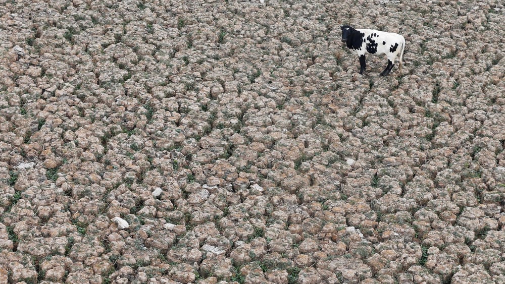 À quelques kilomètres de Santiago, la lagune d’Aculeo était autrefois remplie d’eau. © REUTERS/Rodrigo Garrido