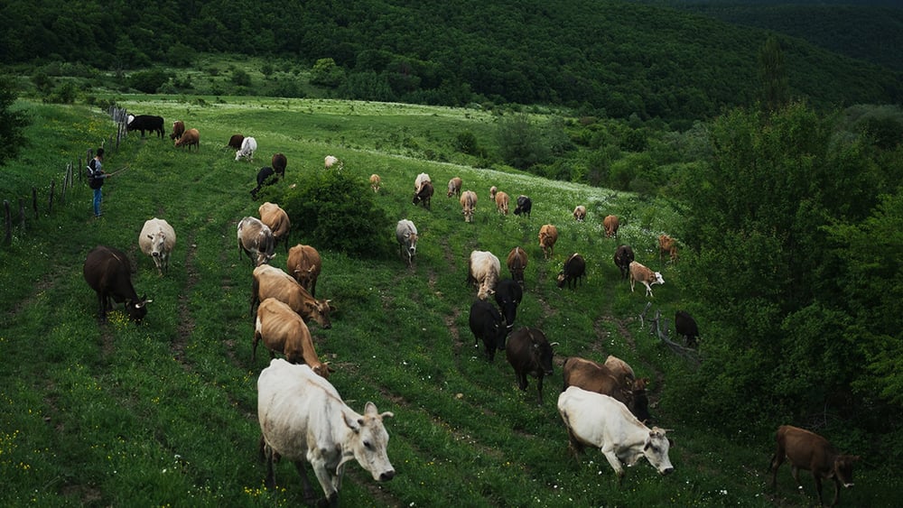 D’apparence idyllique, les collines de la petite république autoproclamée d’Ossétie du Sud sont le théâtre de tensions. © Julien Pétrel/MYOP