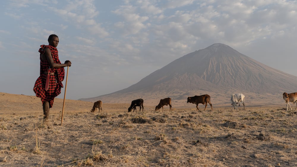 Un Maasaï veille sur un troupeau de vaches au pied du volcan Ol Doinyo Lengai, dans le nord de la Tanzanie.