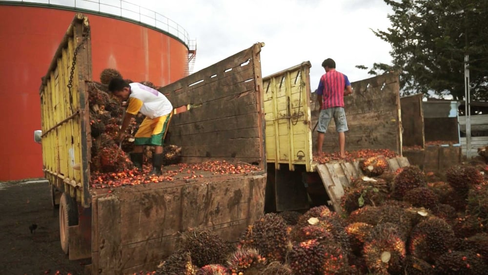 Préparation pour le transport des fruits de palmiers en Indonésie. © AI
