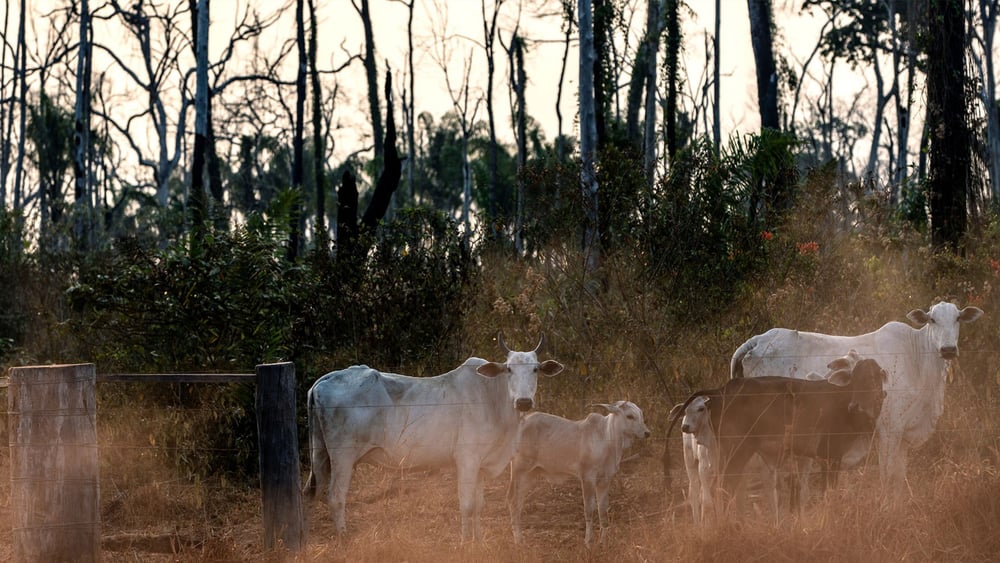 Bovins en train de paître sur une propriété à l'intérieur du territoire indigène Manoki dans l'État du Mato Grosso, en Amazonie brésilienne, août 2019. © Marizilda Cruppe/Amnesty International