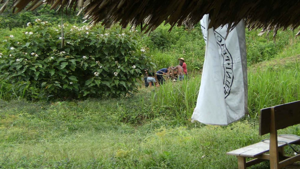 Communauté de paix de San José de Apartadó. Des agriculteurs travaillent à la main la canne à sucre © Amnesty International