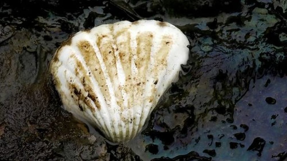 Shell n'a pas respecté les droits humains et la protection de l'environnement lors de l'exploitation pétrolière au Nigeria. @ AI