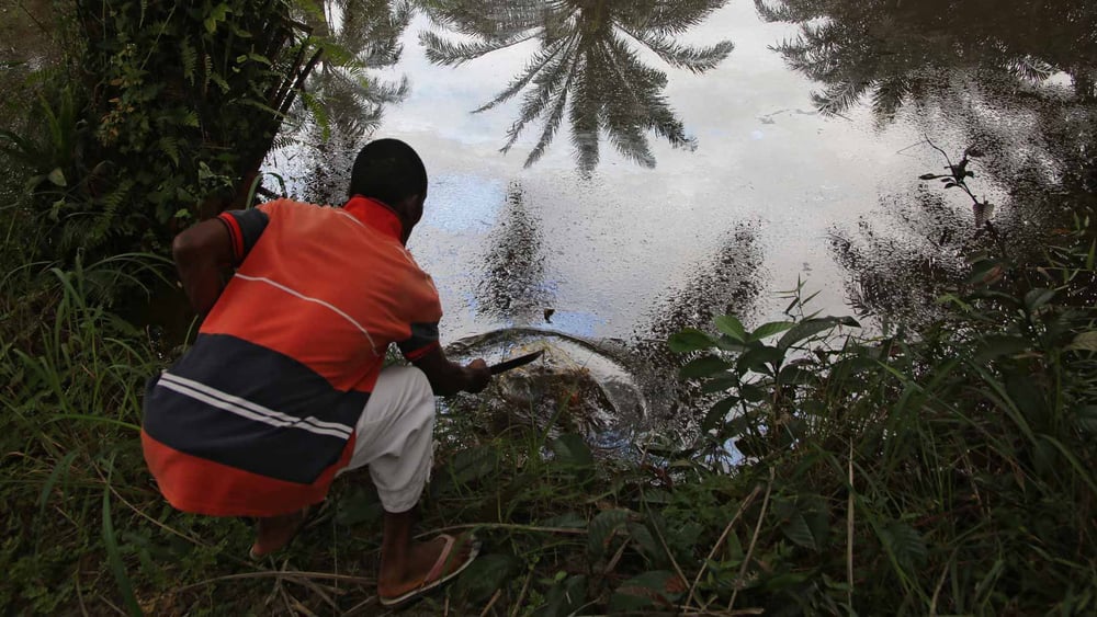 Les marécages de Barabeedom, Kegbara Dere, au Nigeria, restent contaminés par le pétrole des années après les déversements pétroliers.© Amnesty International