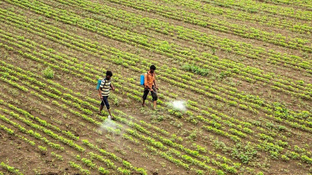 Nel 2017, nel distretto indiano di Yavatmal, centinaia di contadini sono stati vittime di intossicazioni dopo aver sparso dei pesticidi sui campi di cotone. ©Shutterstock / CRS photo