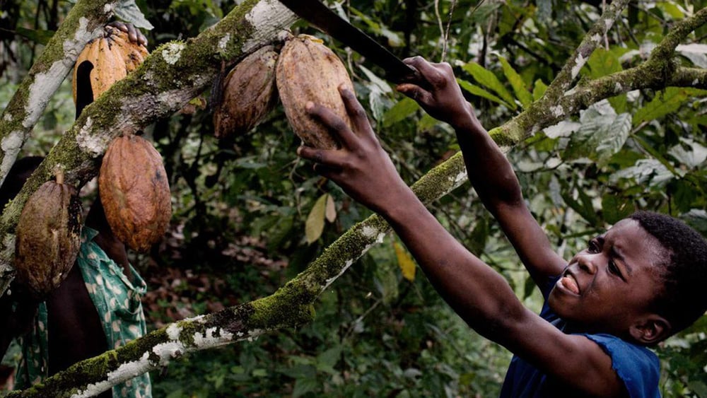 Diversi paesi hanno già adottato una legislazione basata sui Principi guida delle Nazioni Unite su imprese e diritti umani: tra questi i Paesi Bassi che nel 2017 hanno adottato una legislazione contro il lavoro minorile. Qui una piantagione di cacao in Costa d’Avorio. ©Daniel Rosenthal/ Laif