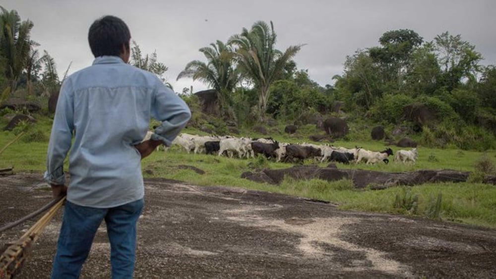 Un indigeno sorveglia il bestiame nelle vicinanze del territorio degli Uru-Eu-Wau-Wau, nello stato di Rondônia. I pascoli illegali sono uno dei principali motivi della deforestazione dell’Amazzonia. © Gabriel Uchida