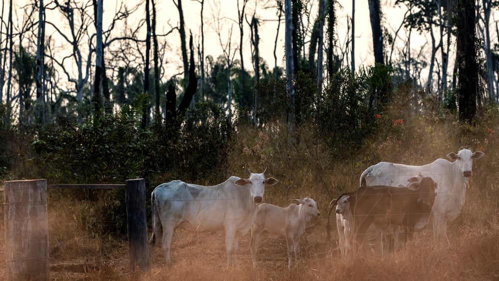 Queste mucche pascolano su un appezzamento di terreno all'interno dell'area indigena di Manoki nello stato del Mato Grosso nell'Amazzonia brasiliana, agosto 2019. © Marizilda Cruppe/Amnesty International