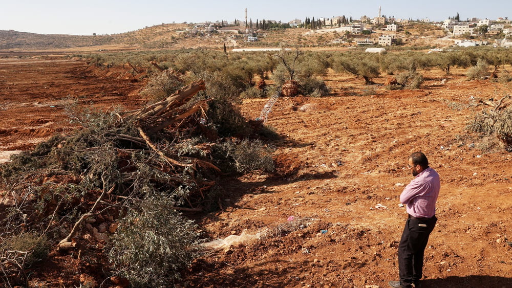Un uomo palestinese osserva gli ulivi sradicati che giacciono a terra.