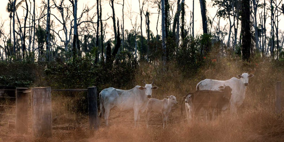 Diese Kühe weiden  auf einem Grundstück innerhalb des Manoki-Indianergebietes im Bundesstaat Mato Grosso im brasilianischen Amazonasgebiet, August 2019.© Marizilda Cruppe/Amnesty International