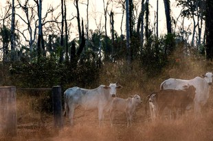 Illegale Rinderfarmen zerstören Amazonas-Regenwald