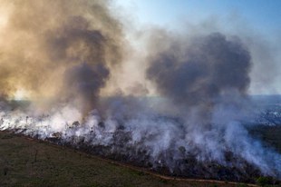 Ermittlungen gegen die Verantwortlichen für die Zerstörung des Amazonas gefordert