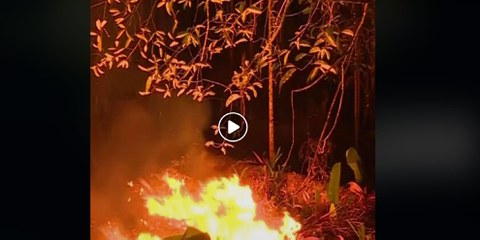 Rinder aus illegalen Weidegebieten im Amazonas