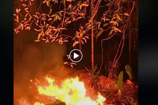 Rinder aus illegalen Weidegebieten im Amazonas