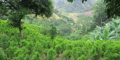 Kolumbien lässt den Einsatz des Herbizids Glyphosat aus der Luft zur Vernichtung verbotener Kulturpflanzen wieder zu. Im Bild: Eine Kokaplantage in Catatumbo, Kolumbien, 2019. © Duncan Tucker/Amnesty International