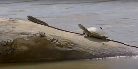 Menschenrechtsverteidiger*innen werden nicht ausreichend geschützt