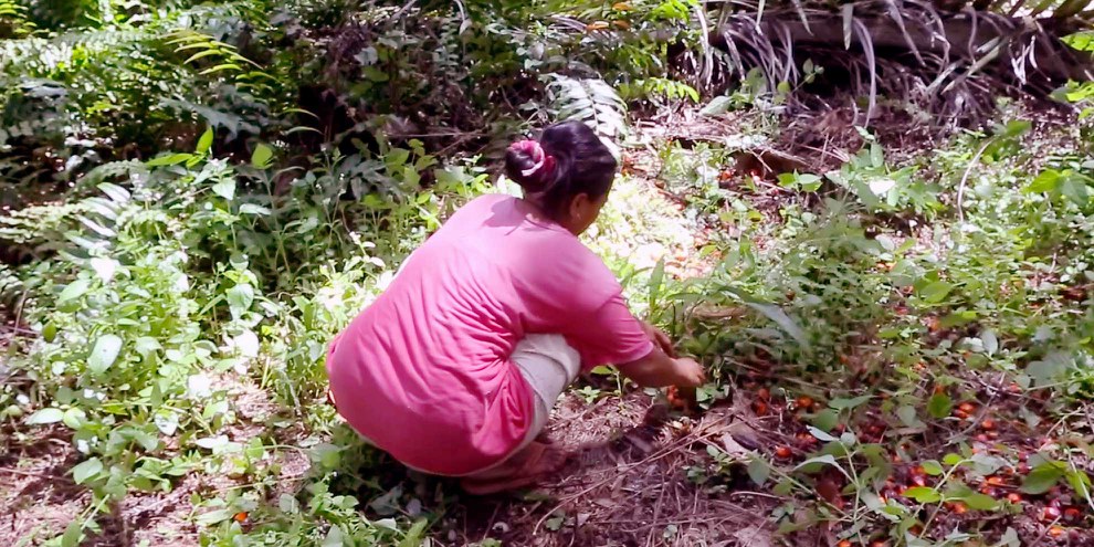Die Arbeit in den Palmölplantagen ist hart und schlecht bezahlt. © Amnesty International / WatchDoc