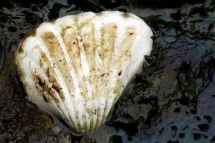 Wegweisendes Urteil zu Shell in Grossbritannien
