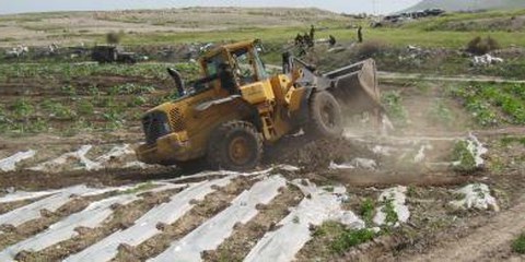 Bulldozer der israelischen Armee bei der Zerstörung eines bewässerten palästinensischen Feldes © Shabtai Gold/IRIN