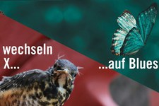 Amnesty Schweiz neu auf Bluesky statt X