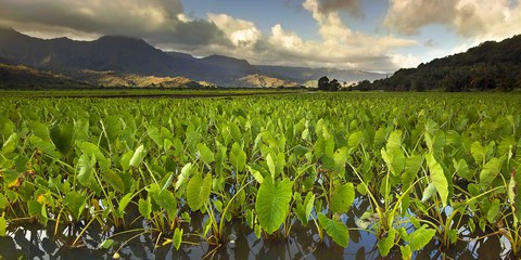 Kaua’i: Versuchslabor für Gentech-Firmen. © Steffi Sawyer/shutterstock