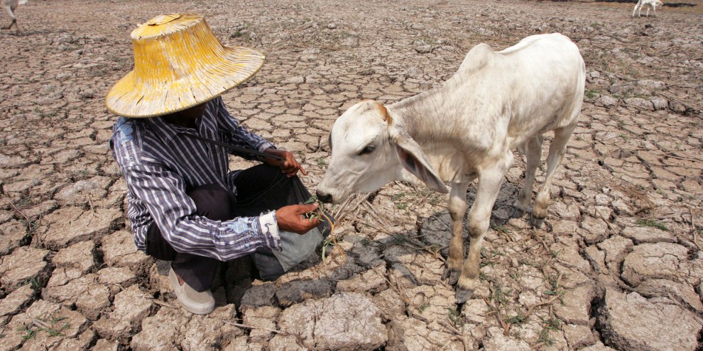Kein Regen, kein Gras, keine Milch: Thailand wird immer wieder von Dürren heimgesucht, mit dem Klimawandel drohen diese häufiger aufzutreten. © Sukree Sukplang / Reuters