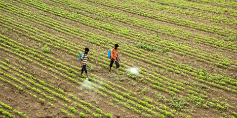Damit soll es vorbei sein: Durch die Verwendung von hierzulande verbotenen Pestiziden ohne entsprechende Schutzkleidung wird die Gesundheit vieler Feldarbeiten- den in Indien geschädigt. © CRS PHOTO / shutterstock.com
