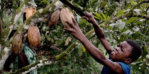 Verschiedene Länder haben basierend auf den Uno-Leitprinzipien bereits Gesetze erlassen, so beispielsweise 2017 die Niederlande gegen Kinderarbeit. Damit soll Kinderarbeit wie hier in Kakaoplantagen an der Elfenbeinküste verhindert werden. © Daniel Rosenthal / laif