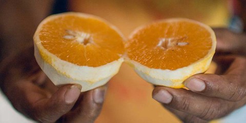 Auch Orangen sind ein Rohstoff. Die Pflücker arbeiten oft unter prekären Bedingungen. ©Marcos Weiske für Public Eye