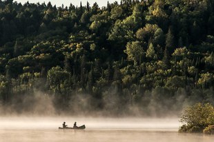 Der Lachs, der Wald, der Tod