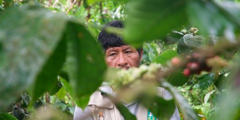 Inmitten des «grünen Goldes»: Seine Robusta-Sträucher sichern Augusto Salazars Existenz. © Knut Henkel