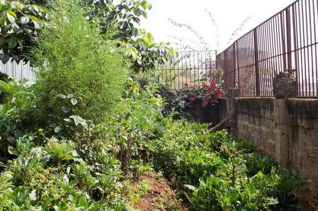 Ein Gemüsegarten-auf-dem-Grundstück-der-Gemeinde-St-John-in-Korogocho-Nairobi-direkt-neben-der-Müllhalde-von-Dandora.jpg