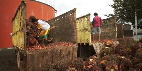 Préparation pour le transport des fruits de palmiers en Indonésie. © AI