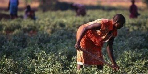 Une réfugiée soudanaise travaille dans le jardin communautaire © UNHCR N.Behring