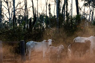 L’élevage illégal de bétail alimente la destruction de la forêt amazonienne