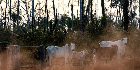 Bovins en train de paître sur une propriété à l'intérieur du territoire indigène Manoki dans l'État du Mato Grosso, en Amazonie brésilienne, août 2019. © Marizilda Cruppe/Amnesty International